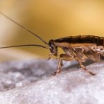 La lutte contre les blattes et cafards : les méthodes de contrôle biologique