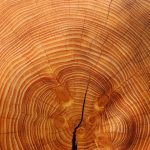 Comment reconnaitre les essences de bois ?